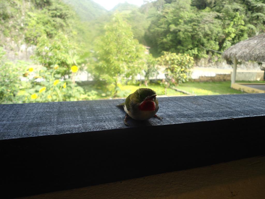 Conrado'S Guesthouse B&B Las Avispas エクステリア 写真